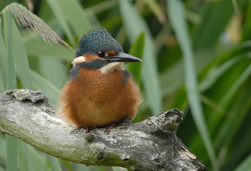 European Kingfisher [ Alcedo atthis]
