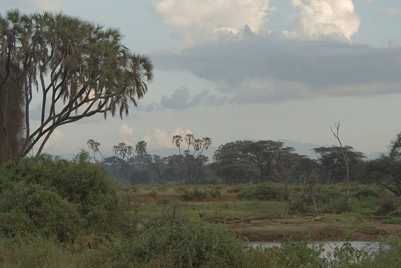 Samburu  riverine forest