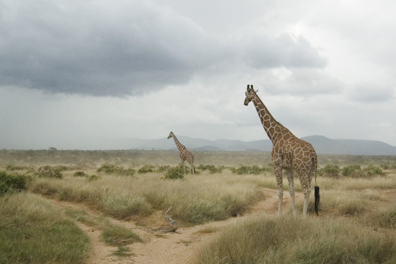 Net Giraffe Samburu