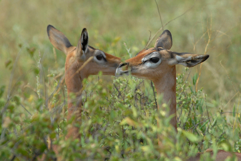 Gerenuk  Samburu