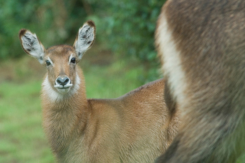 Waterbuck   Mount Kenya