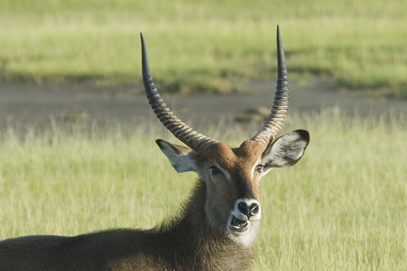 Waterbuck  Nakuru
