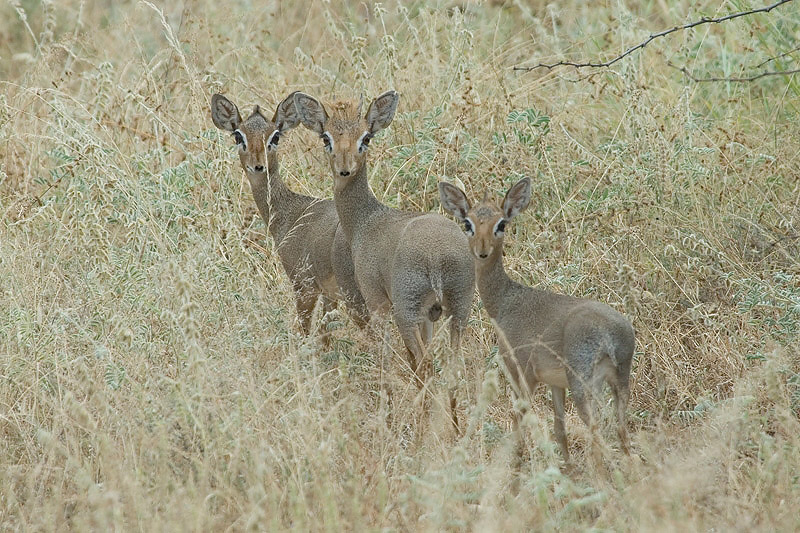 Kirks Dikdik  Samburu