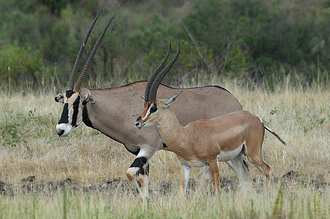 Spiesbok en Grants Gazelle