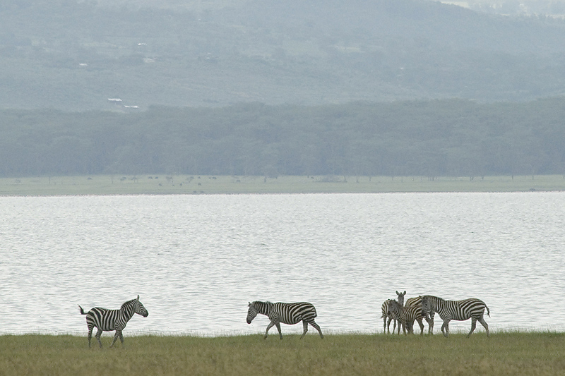 Zebras Lakeside Nakuru
