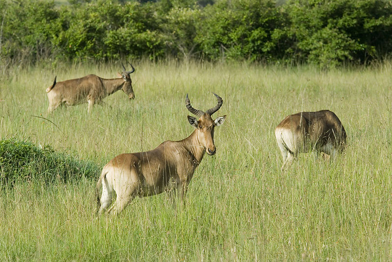 Hartebeast  Masai Mara