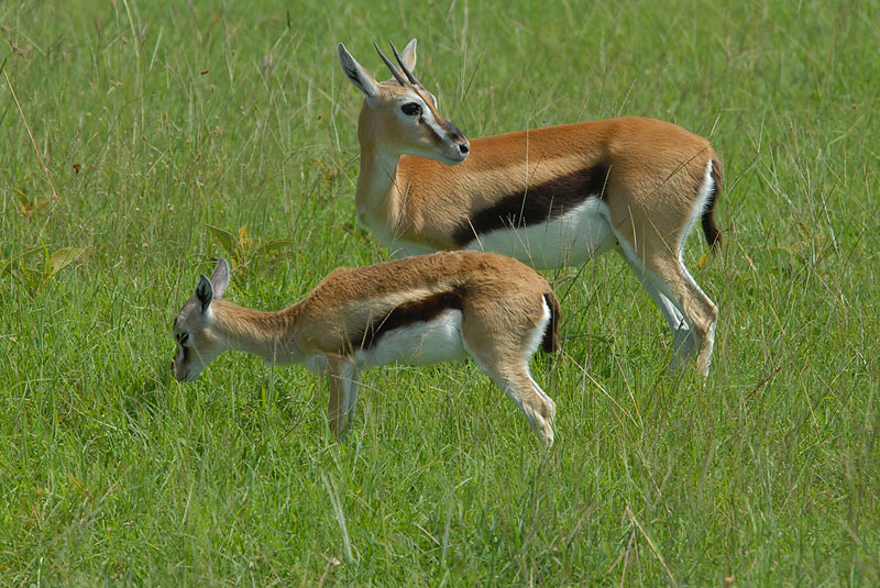  Thomson Gazelle  Masai Mara