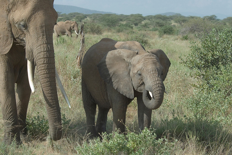 African Elephant  Samburu
