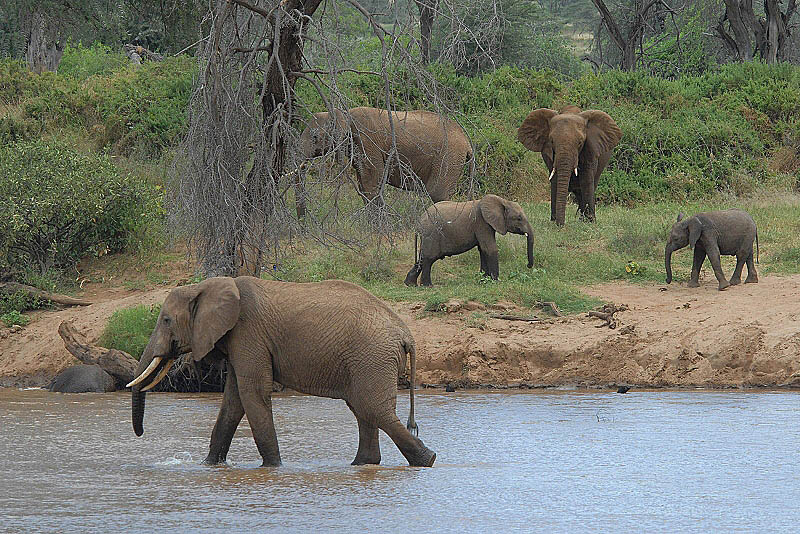 African Elephant  Samburu