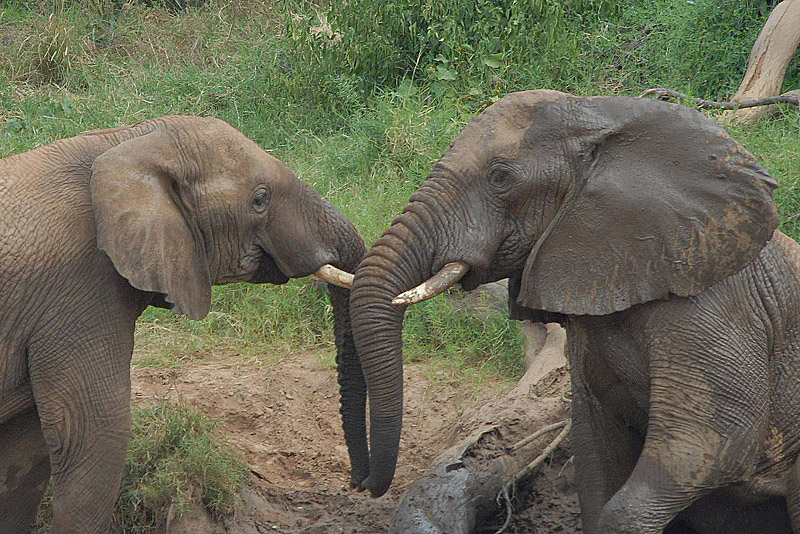African Elephants  Samburu