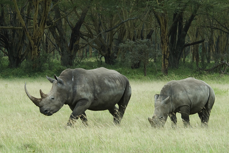 White Rino   Nakuru