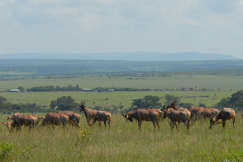 Topis  in Masai Mara plains