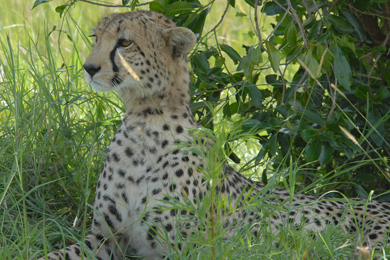 Cheetah  Masai Mara