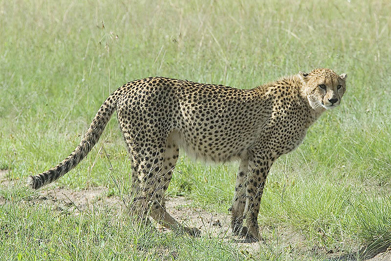 Cheetah   Masai Mara