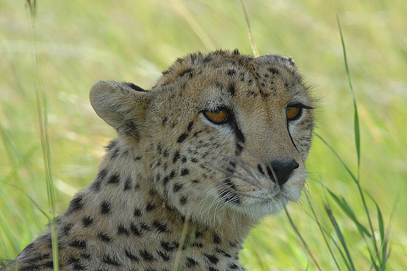 Cheetah Masai Mara