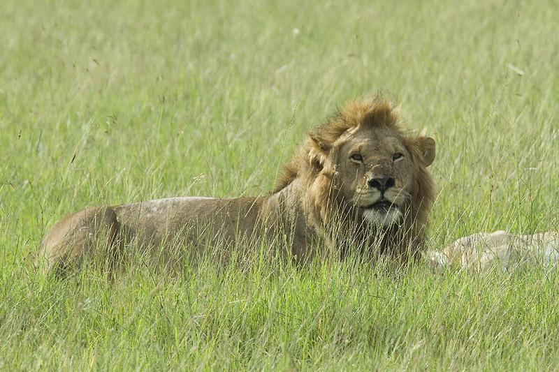Lion   Masai Maraw