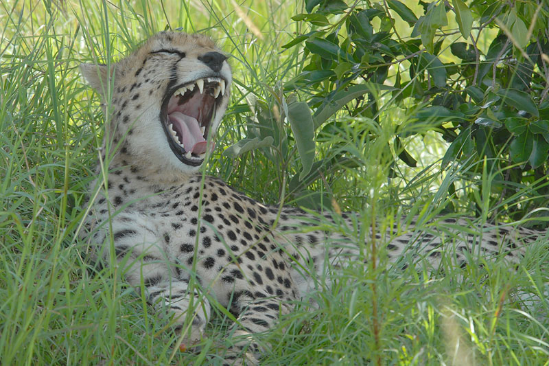 Yawning Cheetah   Masai Mara