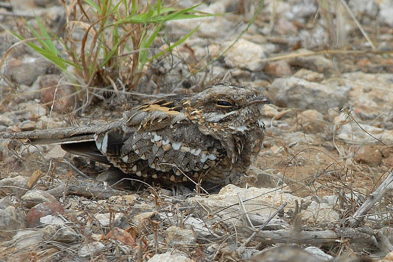 Dusky Nightjar  Samburu