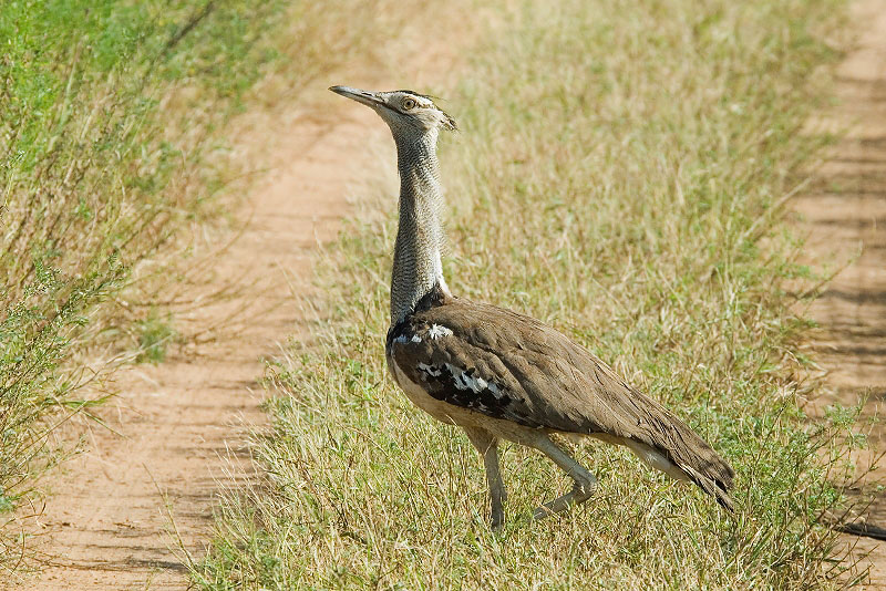 Kori Bustard  Samburu