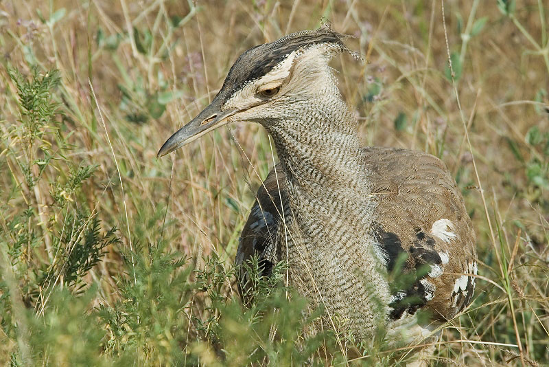 Kori Bustard  Samburu