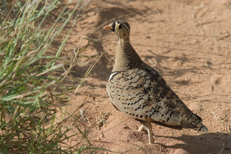 Black-Faced Sandgrouse  Samburu