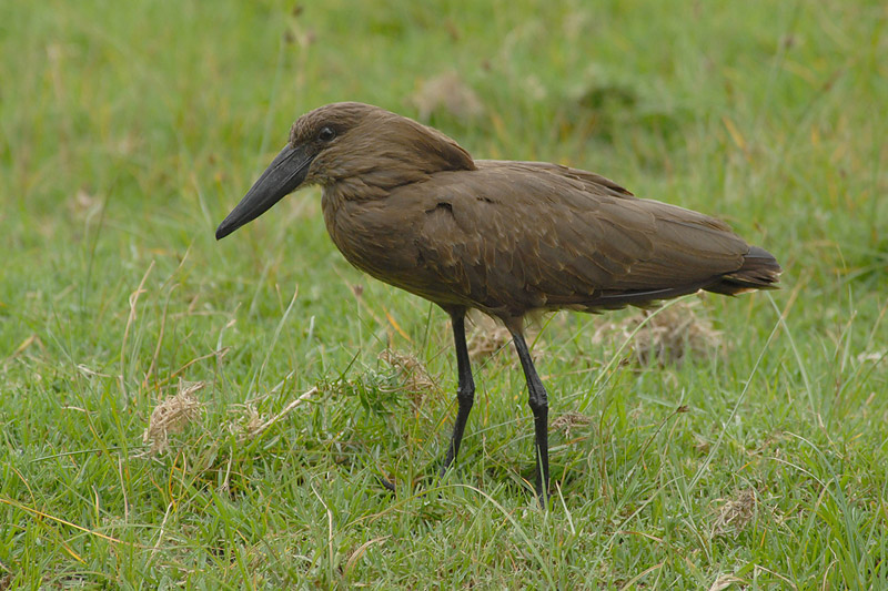 Hamerkop  Naivasha