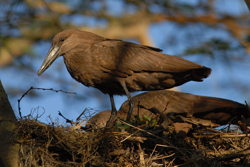 Hamerkop  Naivasha