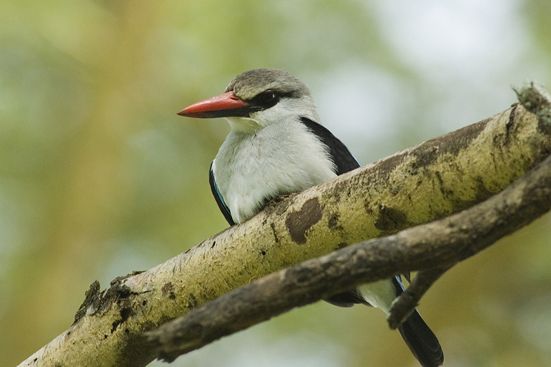 Woodland Kingfisher  Masai Mara