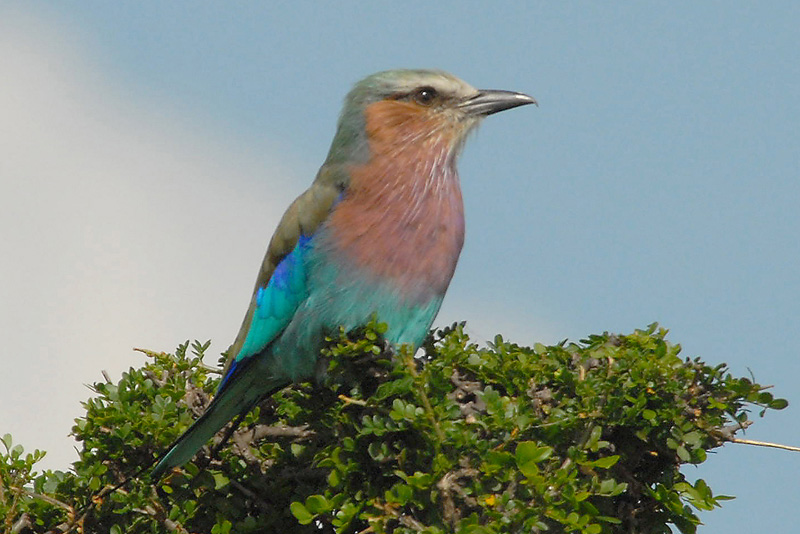 Lilac-Breasted Roller  Masai Mara