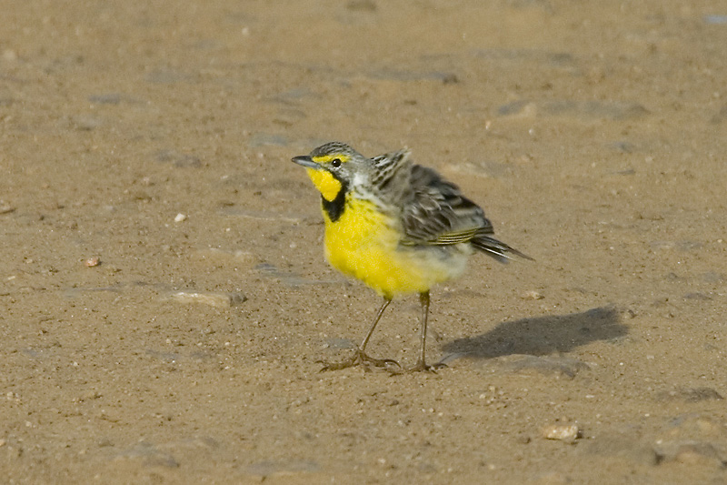 Yellow-Throated Longclaw  Masai Mara