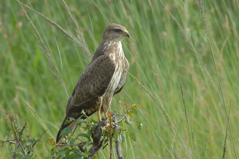 Steppe Buzzard. (vulpines)