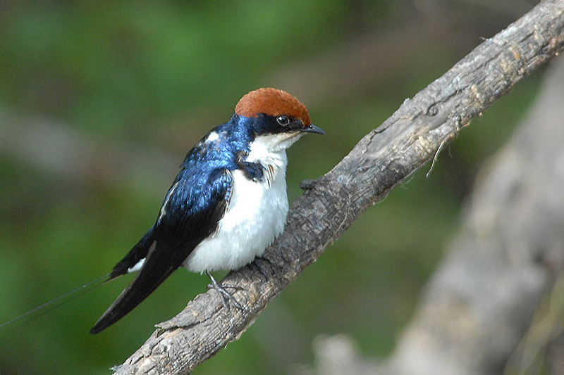 Wire-Tailed Swallow   Masai Mara