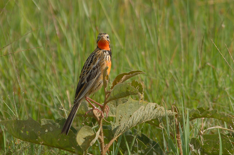 Pangani Longclaw   Masai Mara