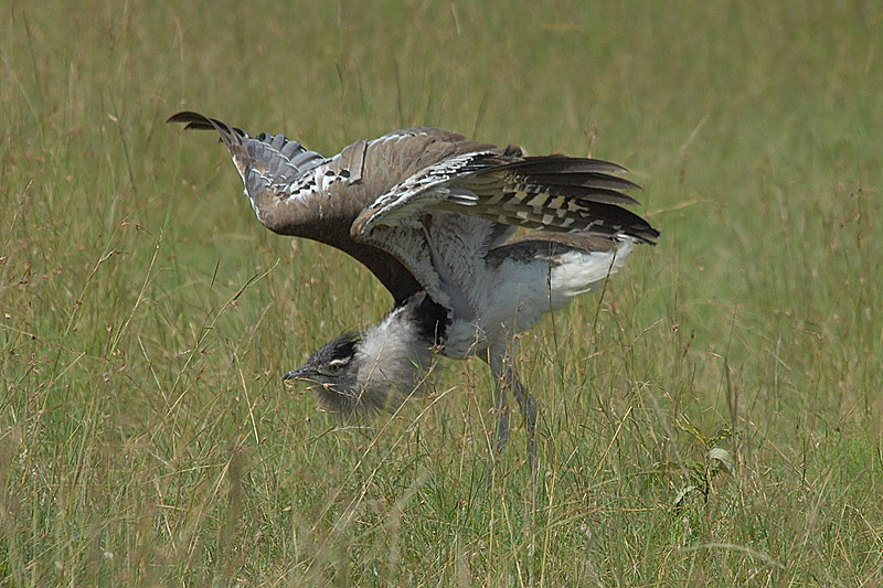 Kori Bustard   Masai Mara