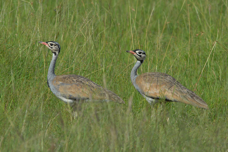 White-Bellied Bustard   Masai Mara