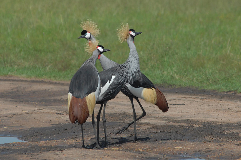 Grey Crowned Crane   Masai Mara