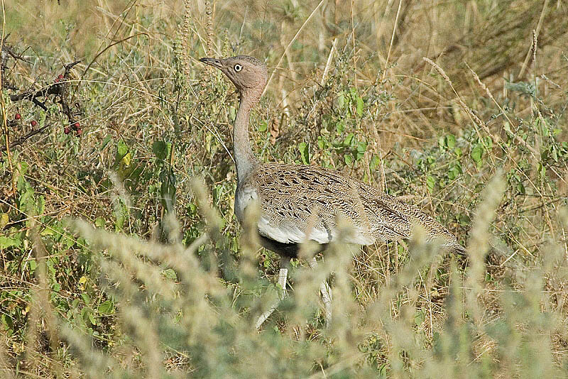 Crested Bustard   Samburu