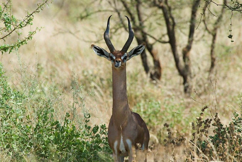 Gerenuk  Samburu.