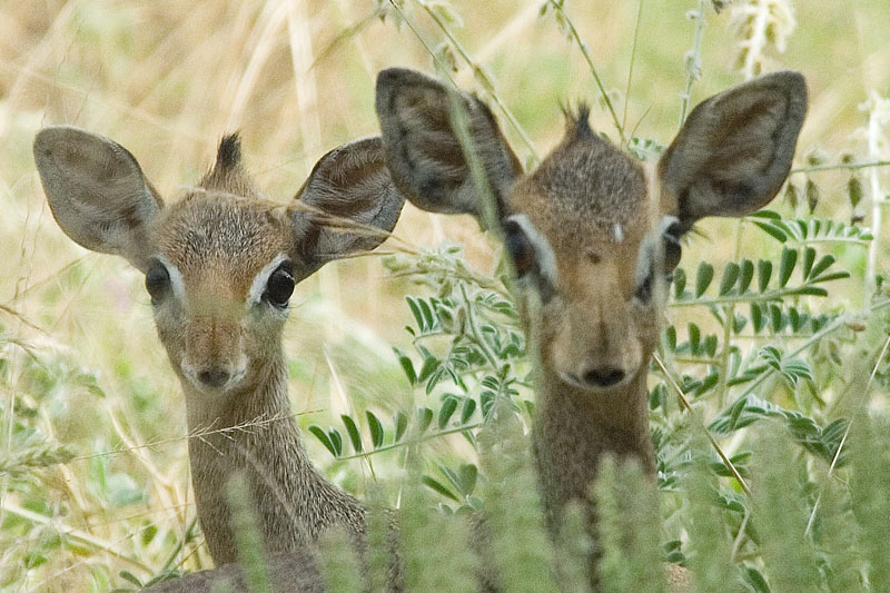 Kirks Dikdik  Samburu