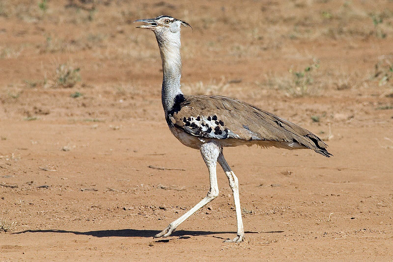 Kori Bustard   Samburu.