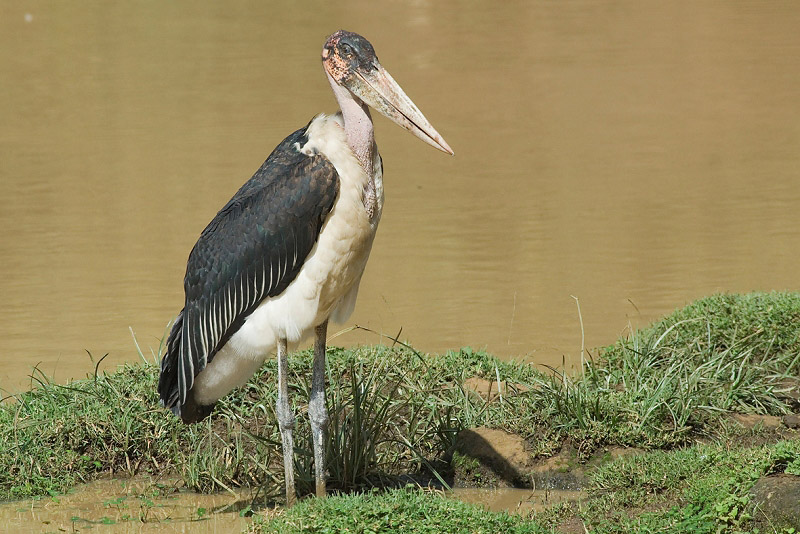 Marabou Stork   Mount Kenya