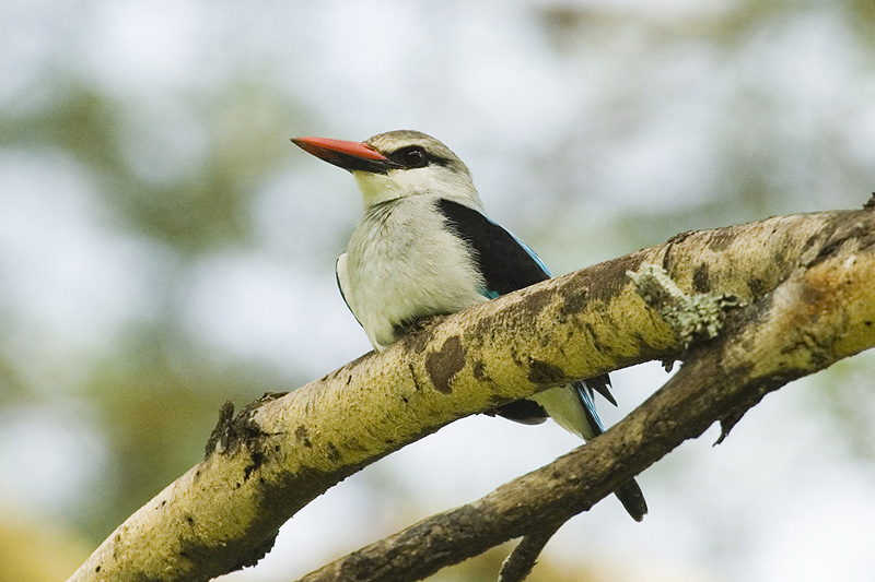 Woodland Kingfisher  Masai Mara.