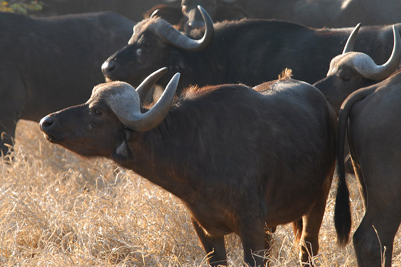 African Buffalo  Kruger