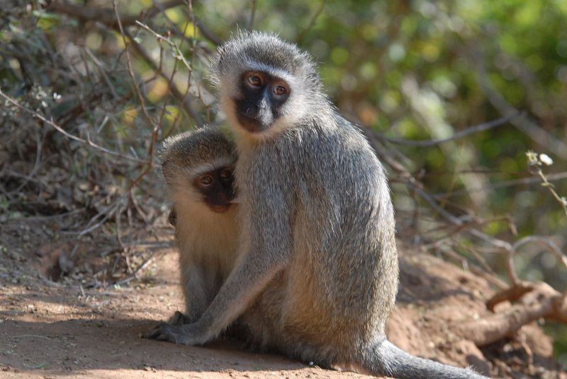 Black-Faced Vervet  Kruger