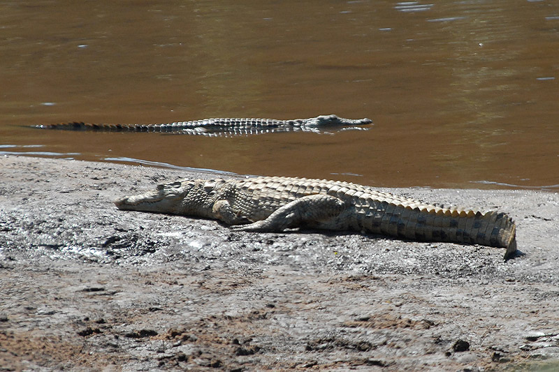 Nile Crocodile  Kruger