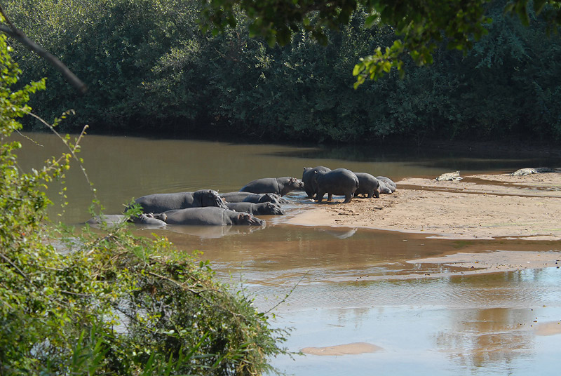 Hippos   Kruger.