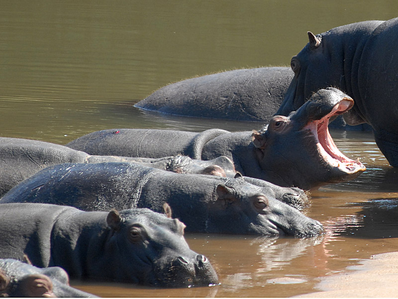 Hippos  Kruger