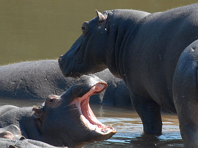 Hippos  Kruger