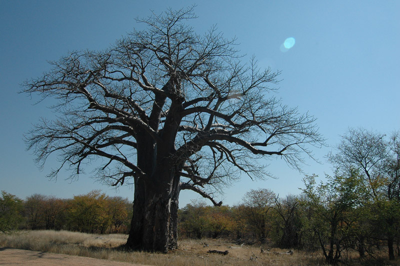 Baobab   Kruger