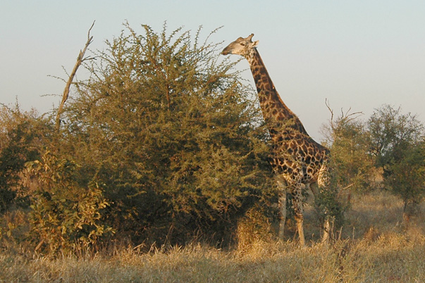  Common Giraffe  Kruger